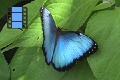 Sene 41_Morpho on Leaf 3